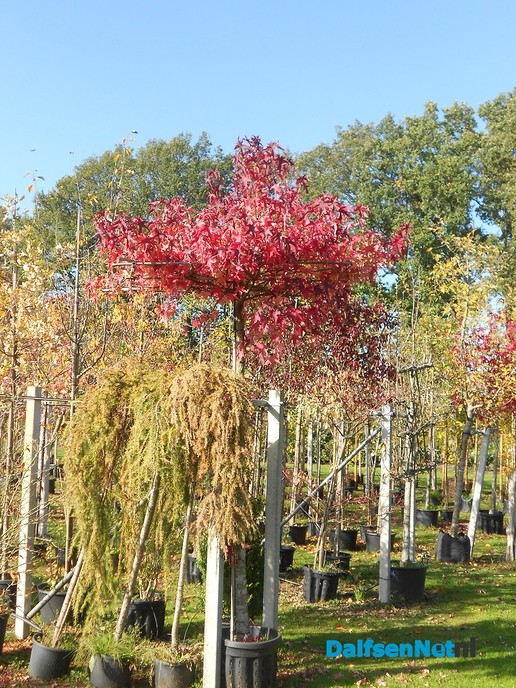 Herfst bij de boomkweker