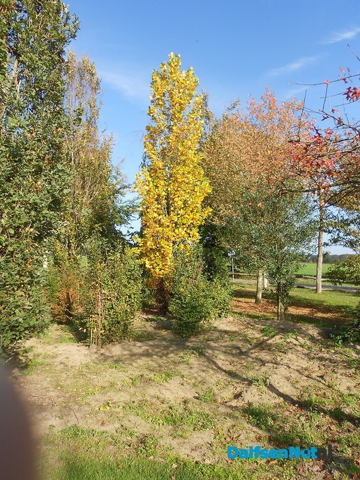 Herfst bij de boomkweker
