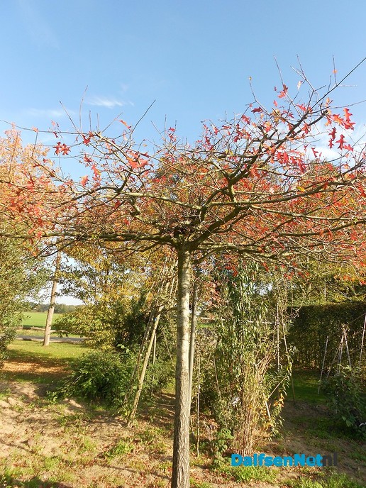 Herfst bij de boomkweker