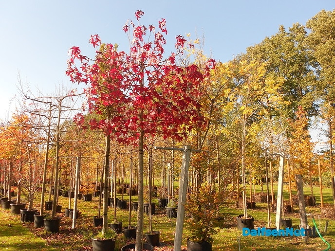 Herfst bij de boomkweker