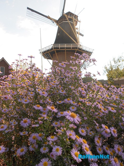 Alles in bloei rond de molen