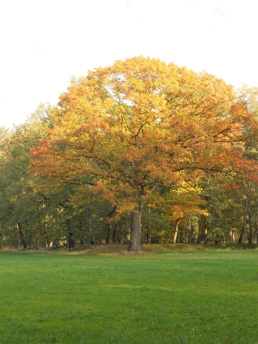 Herfst in kleuren