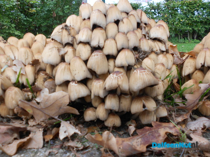 Zo maar wat herfstplaatjes
