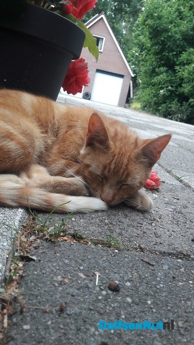Kat vermist - Foto: Ingezonden foto