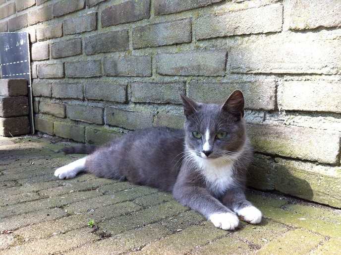Kat kwijt omgeving Oudleusen - Foto: Eigen geleverde foto