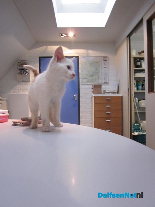 Gevonden kittens - Foto: Ingezonden foto