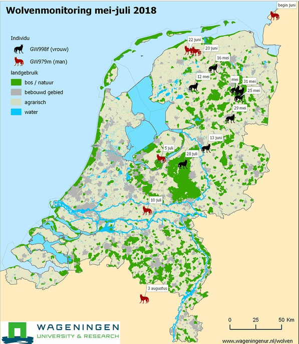 Wolven huppelen het hele land door (en weer terug) - Foto: Eigen geleverde foto