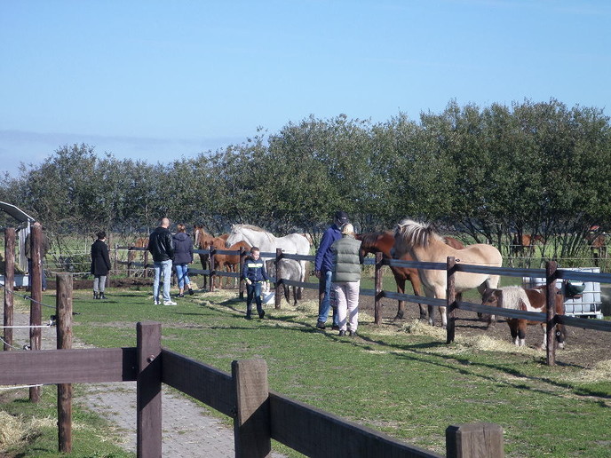 Paarden knuffelen en tevens snuffelen - Foto: Eigen geleverde foto