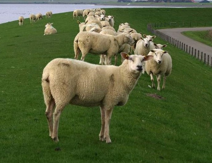 Vee, met name schapen moeten van de dijken - Foto: Eigen geleverde foto