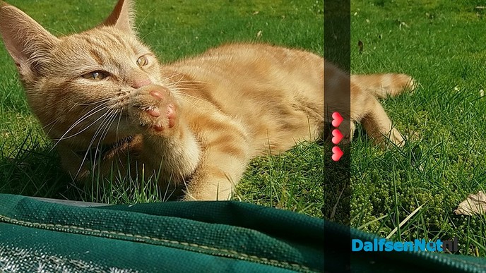 Kat vermist - Foto: Ingezonden foto