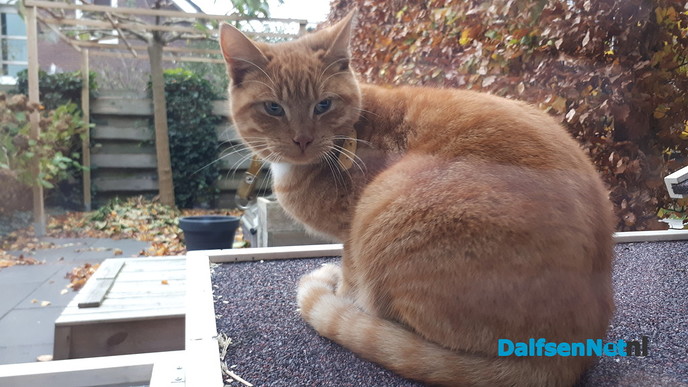 Kat gevonden in Dalfsen - Foto: Ingezonden foto