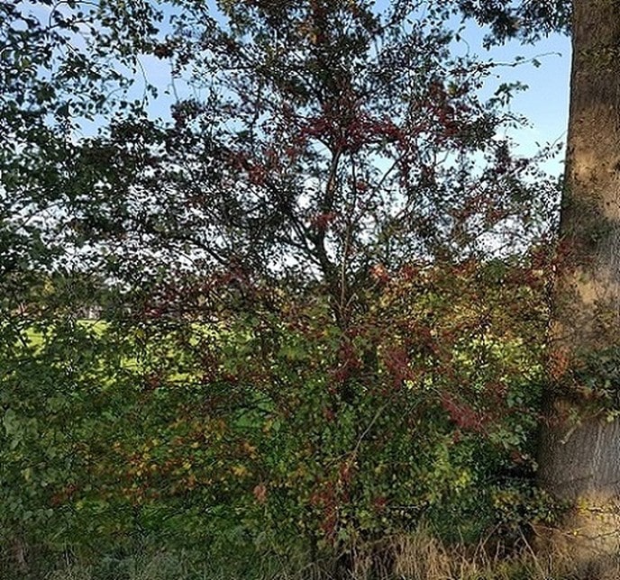 Vulle bessies an de Meidoorns - Foto: Gruune Jopie