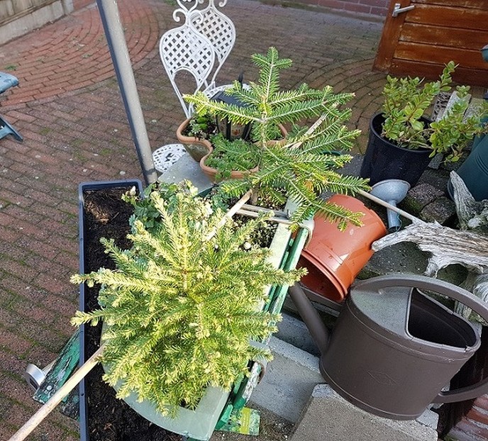 “Hoe oud zijn die plantjes”, vroeg iemand mij - Foto: Gruune Jopie
