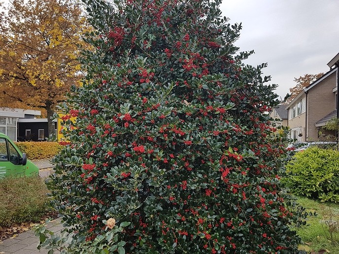 Hulst - Foto: Gruune Jopie