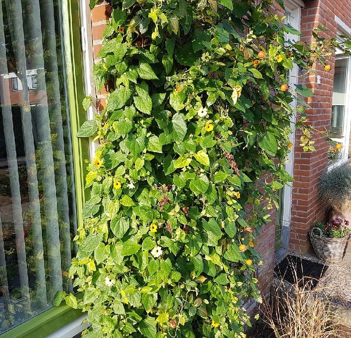 Suzanne een prachtige plant - Foto: Eigen geleverde foto