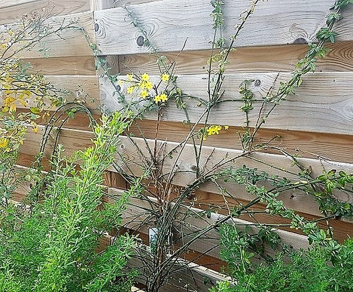 Baby maken in de tuin - Foto: Gruune Jopie