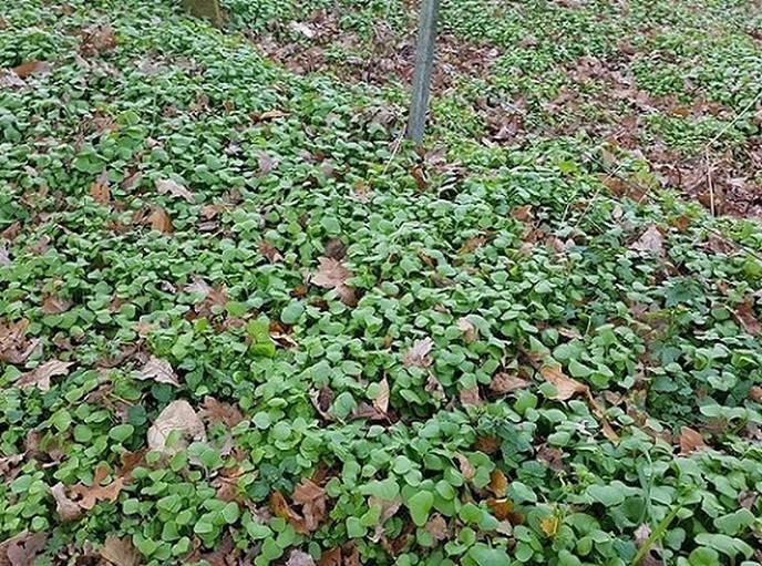 Winterpostelein onkruid of groente - Foto: Gruune Jopie