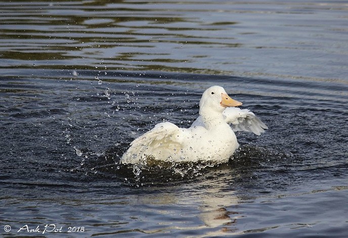 Foto van de maand van Ank - Foto: Ank Pot