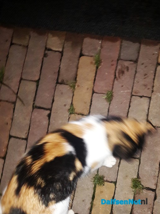 Iemand deze kat kwijt? Opgelost - Foto: Ingezonden foto