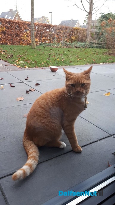 Kat gevonden in Dalfsen - Foto: Ingezonden foto