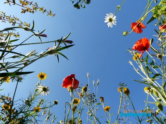 Bloeiend glasvezel? Zaai jij mee? - Foto: Ingezonden foto