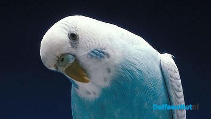 De Vogelvriend kiest  “Dalfsens Mooiste” - Foto: Ingezonden foto