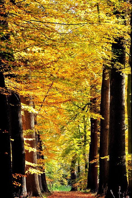 Ingezonden foto’s - Foto: Eigen geleverde foto