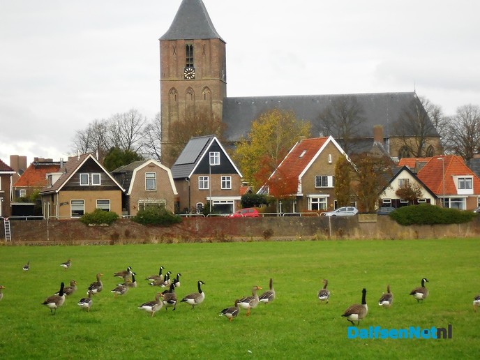 Het krioelt van de ganzen