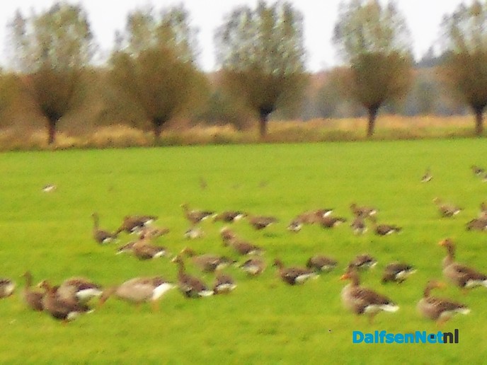 Het krioelt van de ganzen