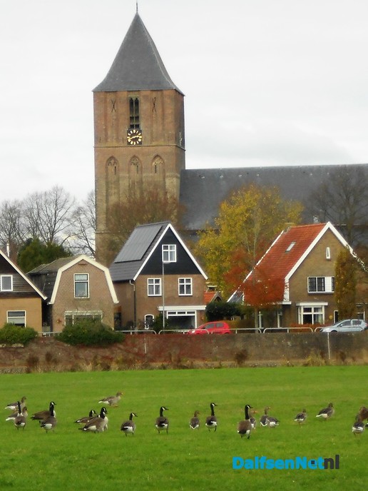 Het krioelt van de ganzen