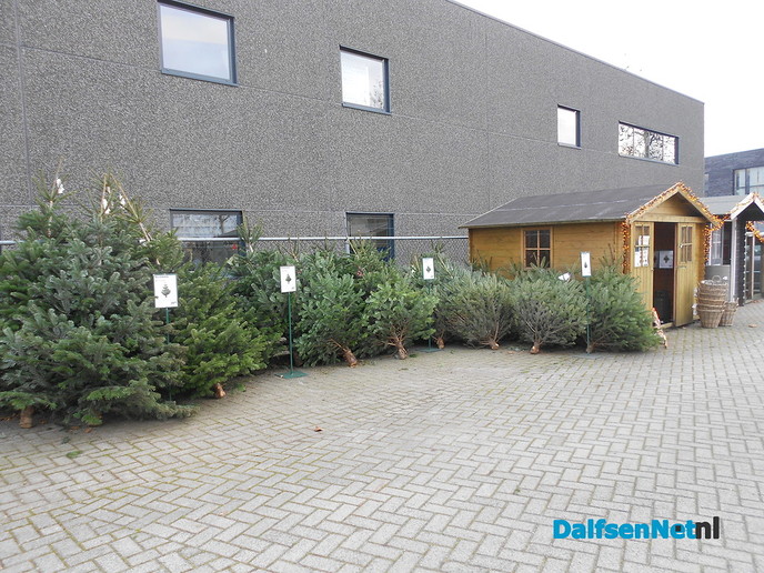 Vroege kerstbomen