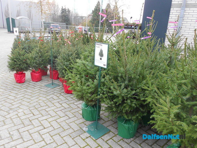 Vroege kerstbomen