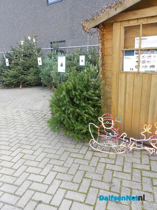 Vroege kerstbomen