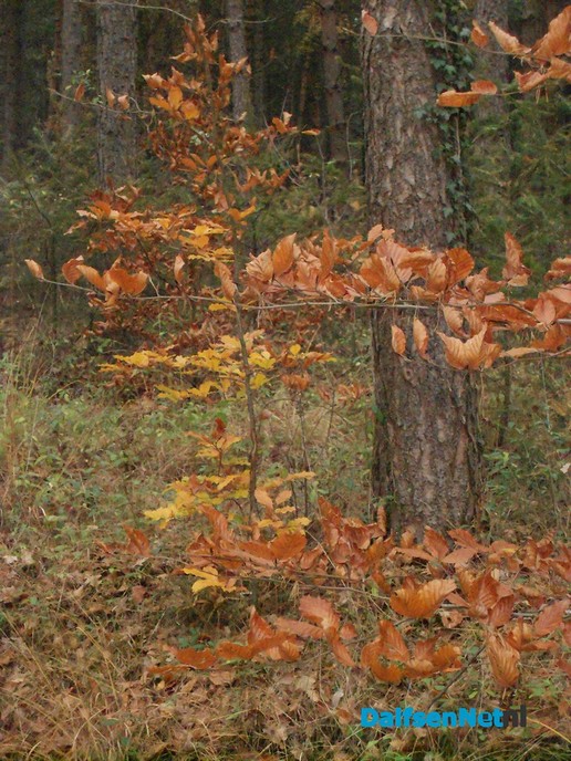 Nog een paar herfstplaatjes