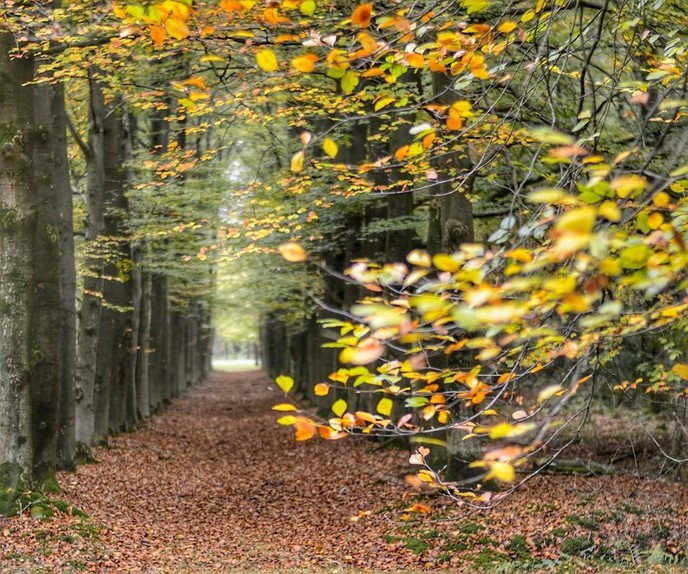 Een herfstfoto - Foto: Eigen geleverde foto