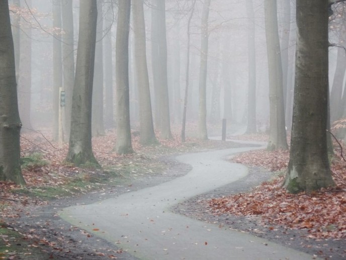 Mist in het herfstbos - Foto: Eigen geleverde foto