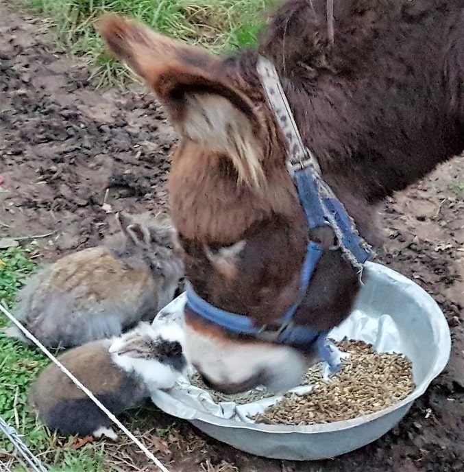 Samen eten - Foto: Gruune Jopie