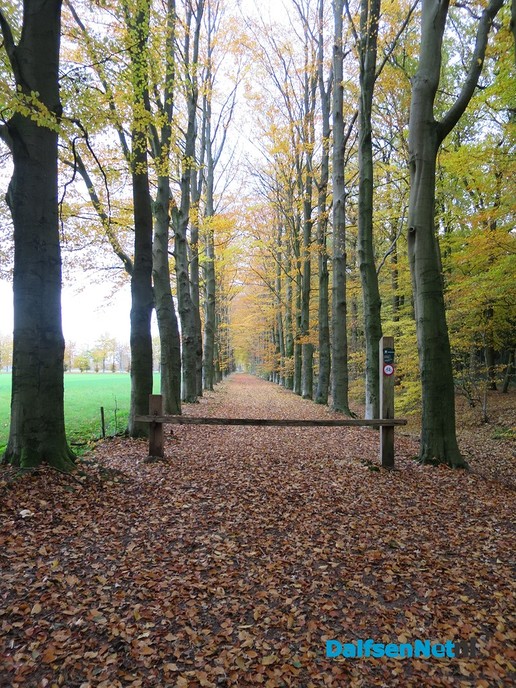 Herfst… De blaadjes regenen naar beneden - Foto: Wim