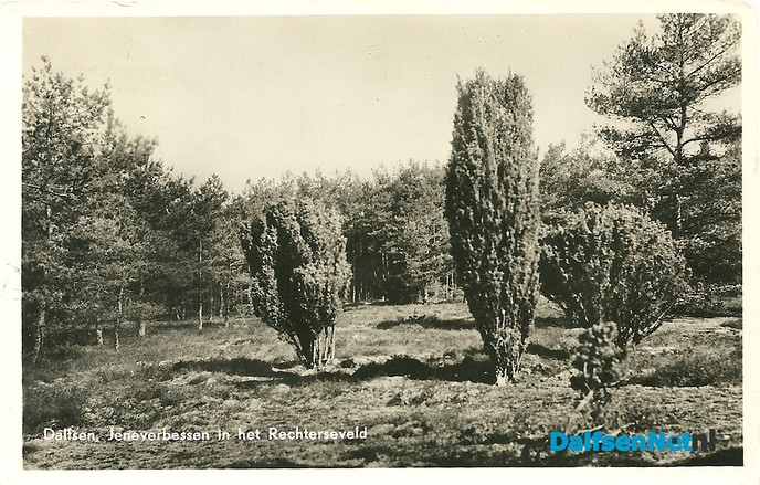 Jeneverbesstruiken Rechterenseveld - Foto: Ingezonden foto