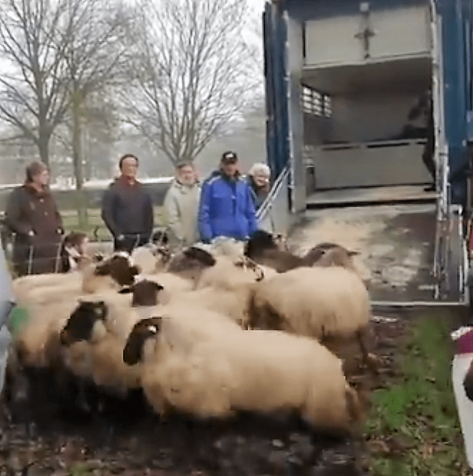 Zwolsche schaapskudde gaat weer overwinteren in Friesland - Foto: Eigen geleverde foto