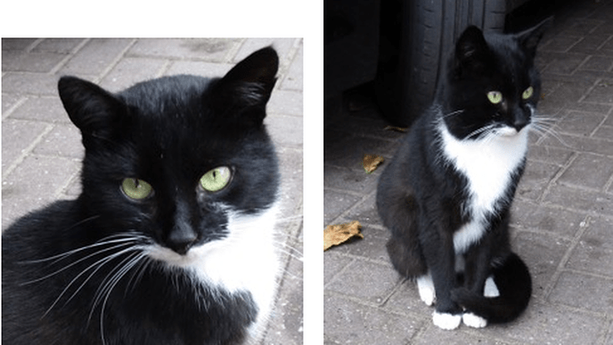 Word jij mijn nieuwe baasje? - Foto: Eigen geleverde foto