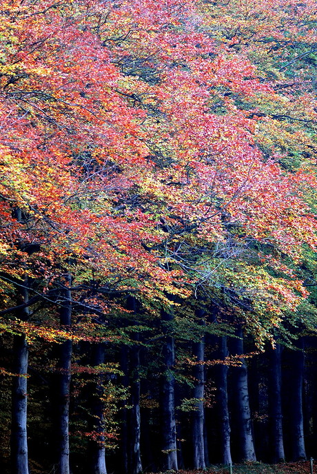 Ingezonden foto’s - Foto: Eigen geleverde foto