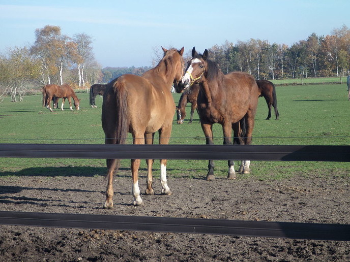 Paarden knuffelen en tevens snuffelen, nog 1 keer dit jaar - Foto: Eigen geleverde foto