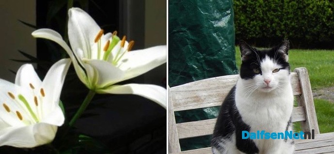 Kattenbaasjes opgelet: stuifmeel lelie giftig - Foto: Ingezonden foto