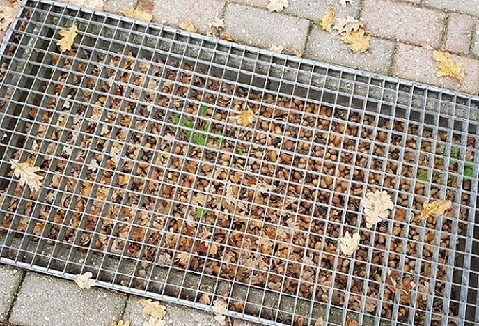 Alle eikels verzamelen!!! - Foto: Gruune Jopie