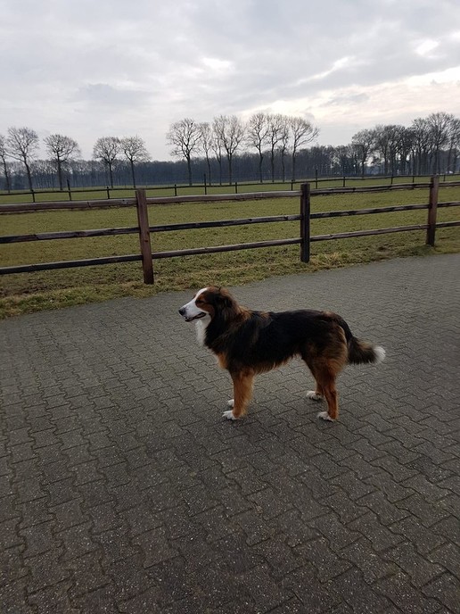 Hond vermist Oudleusen - Foto: Eigen geleverde foto
