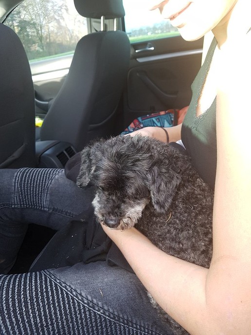 Politie treft klein hondje aan - Foto: Politie Vechtdal