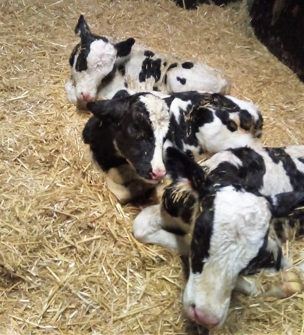 Weer een drieling in Dalfsen geboren - Foto: Eigen geleverde foto