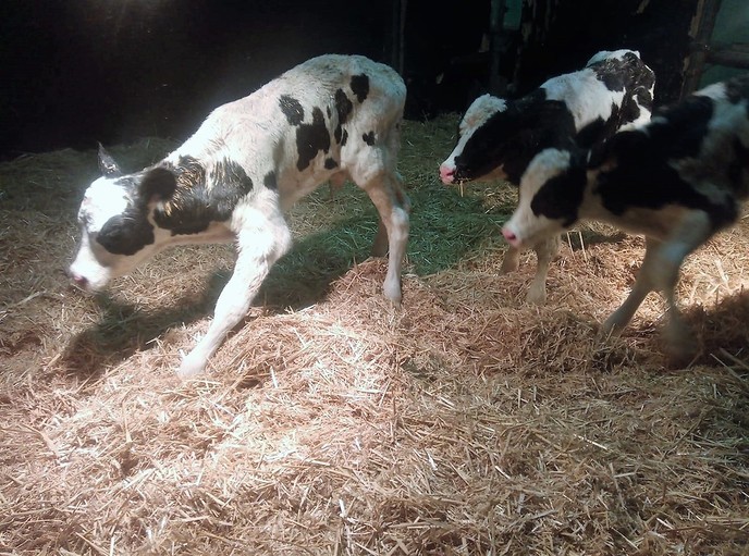 Weer een drieling in Dalfsen geboren - Foto: Eigen geleverde foto