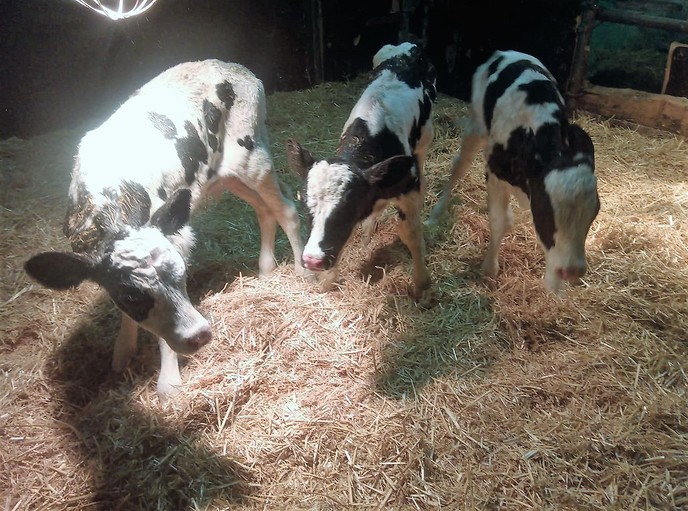 Weer een drieling in Dalfsen geboren - Foto: Eigen geleverde foto